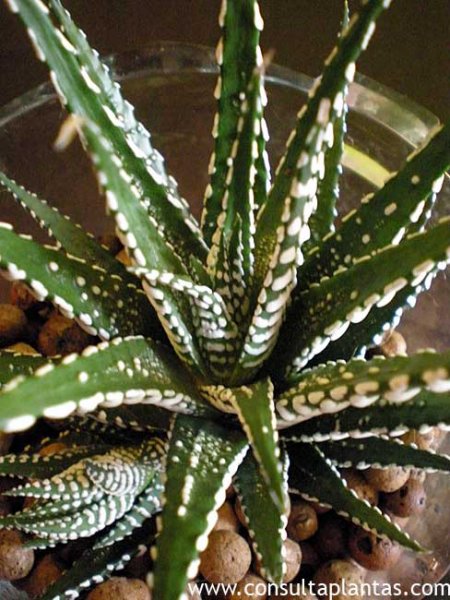 Haworthia attenuata