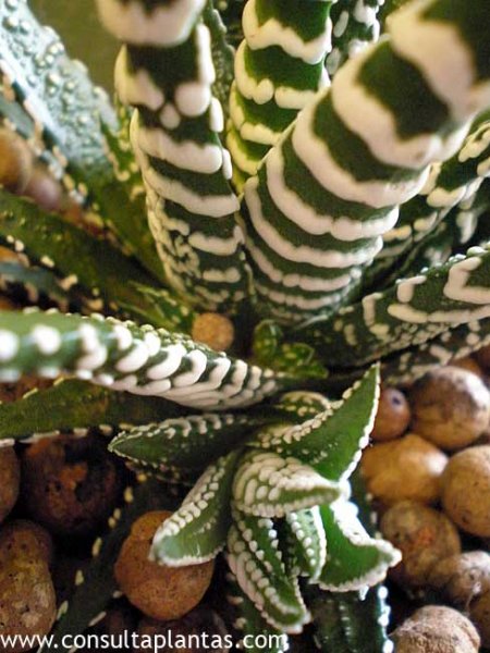 Haworthia attenuata