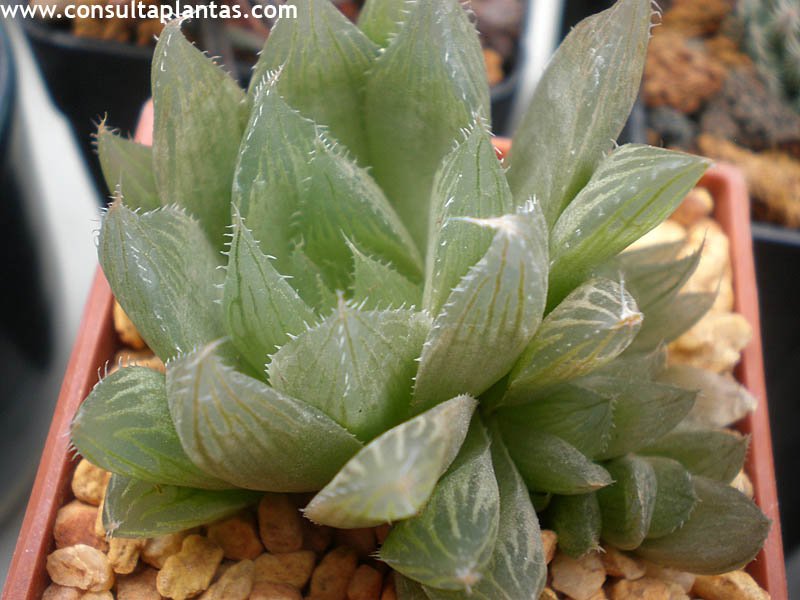 Haworthia cooperi