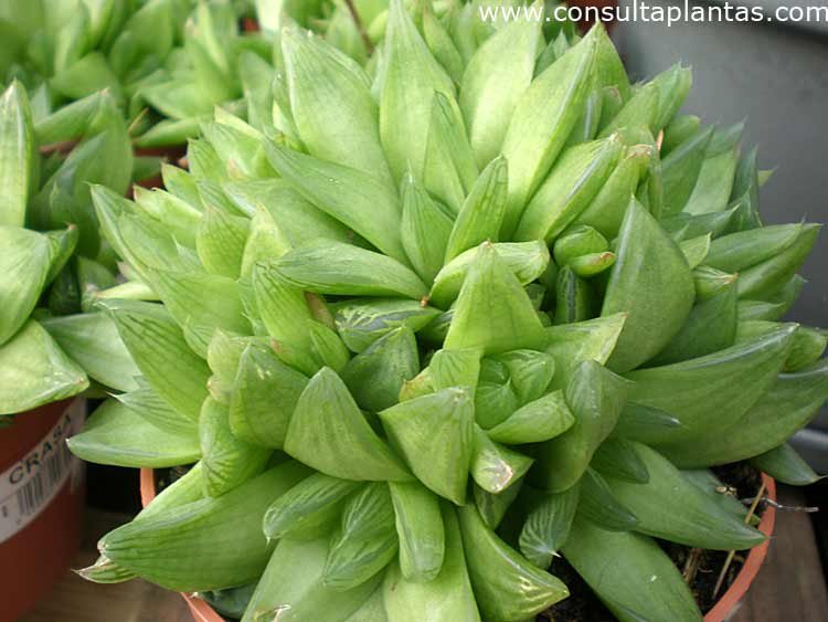 Haworthia cuspidata