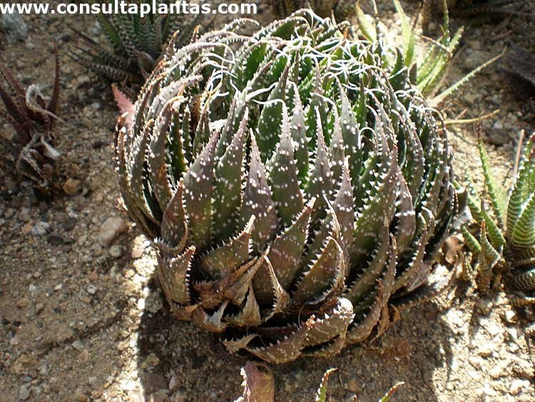 Haworthia herbacea