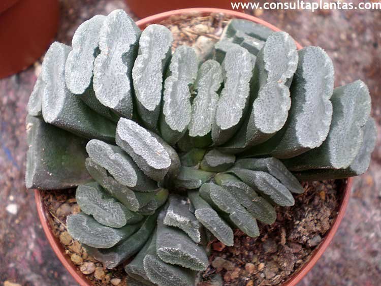 Haworthia truncata