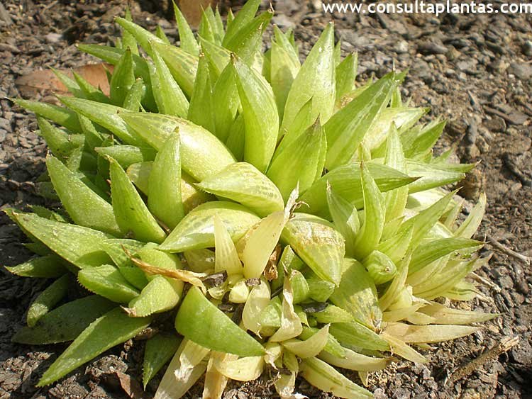 Haworthia turgida