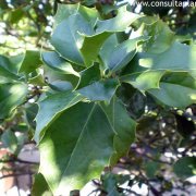 Frutos de Acebo