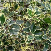 Ilex aquifolium variegata