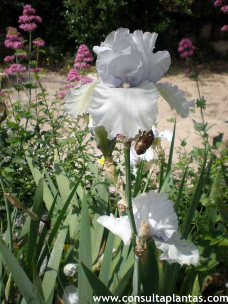 Iris, Lirio