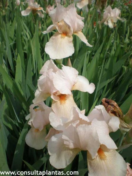 Iris, Lirio