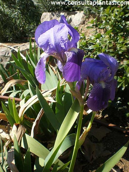 Iris, Lirio