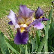 Lirio violeta
