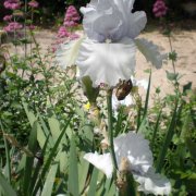 Lirio blanco