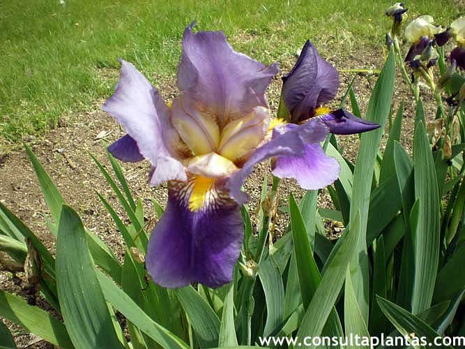 Iris germanica o Lirio azul | Cuidados