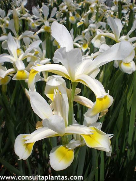 Iris orientalis o Lirio blanco | Cuidados