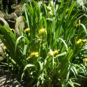 Iris pseudacorus o Lirio amarillo | Cuidados
