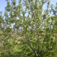 Juglans californica