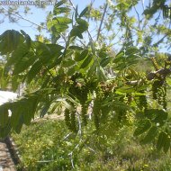 Juglans californica