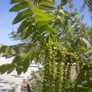 Juglans californica