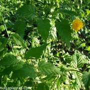 Kerria japonica