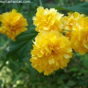 Flor de Kerria japonica