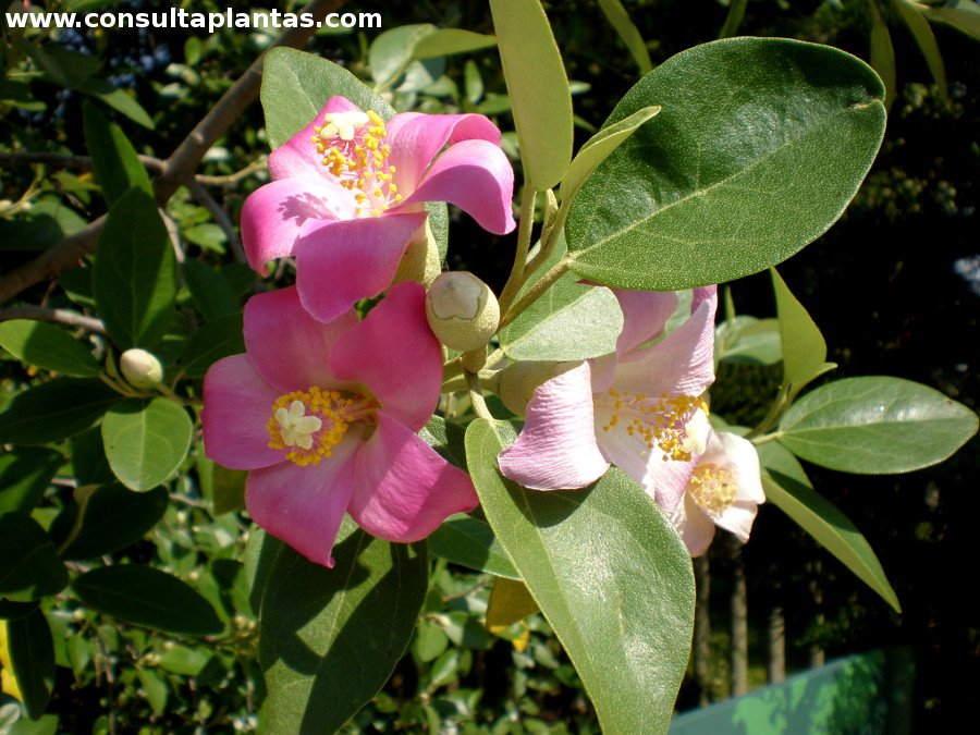 Pica-pica (Lagunaria patersonii)
