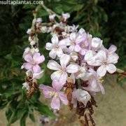Flores de Salado