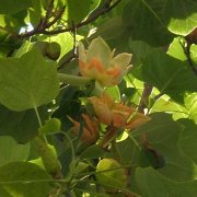 Liriodendron tulipifera