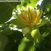 Liriodendron tulipifera