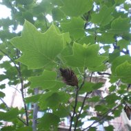 Liriodendron tulipifera