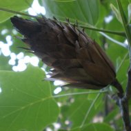 Liriodendron tulipifera