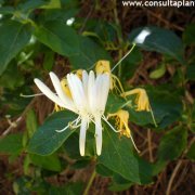 Madreselva