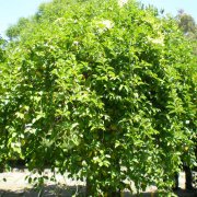 Lonicera hildebrandiana