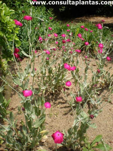 Lychnis coronaria