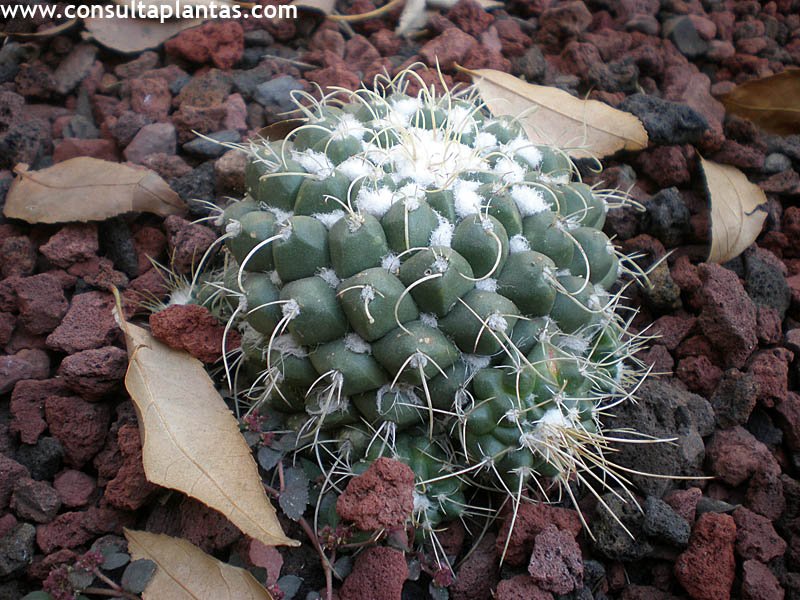 Mammillaria