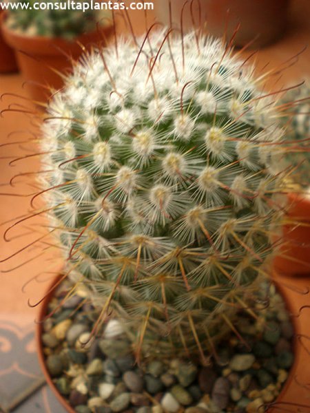 Mammillaria bombycina