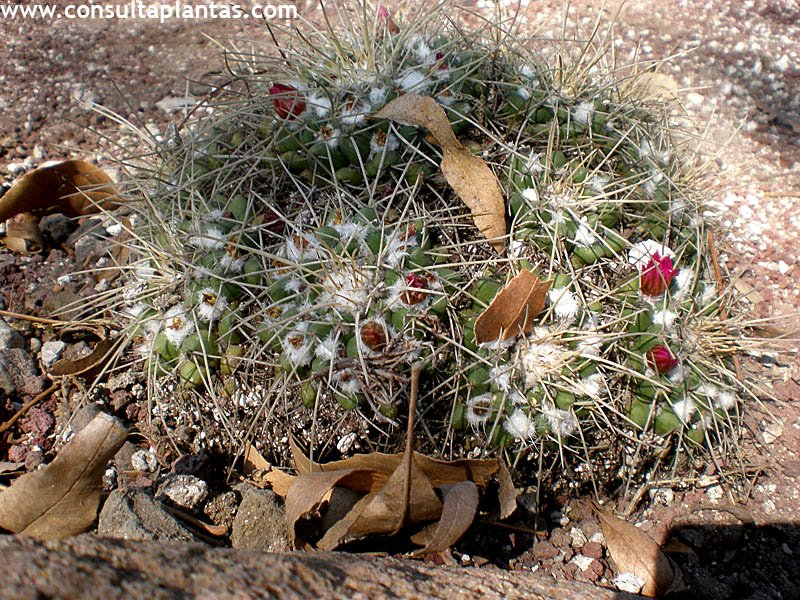 Mammillaria crinita