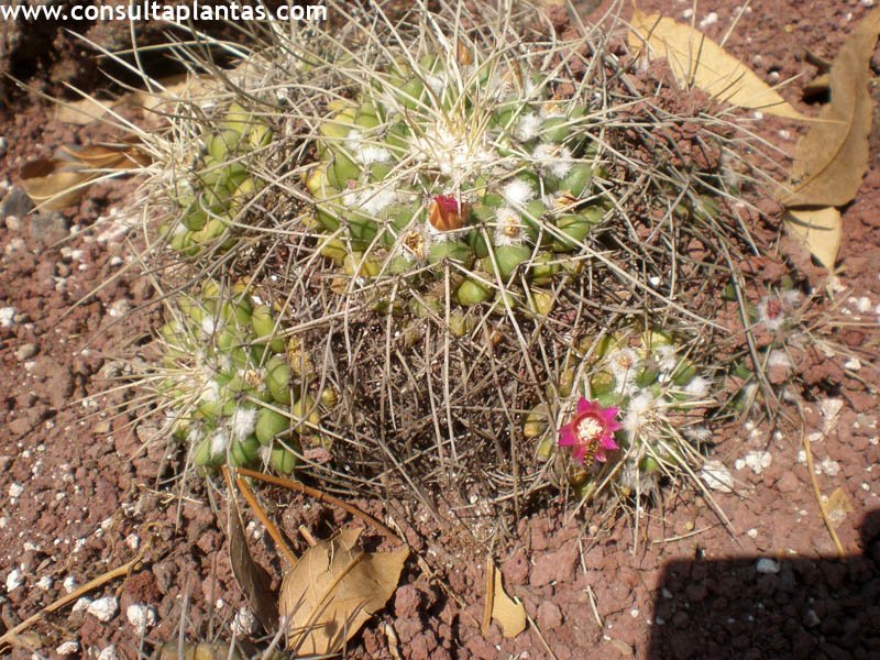 Mammillaria magnimamma