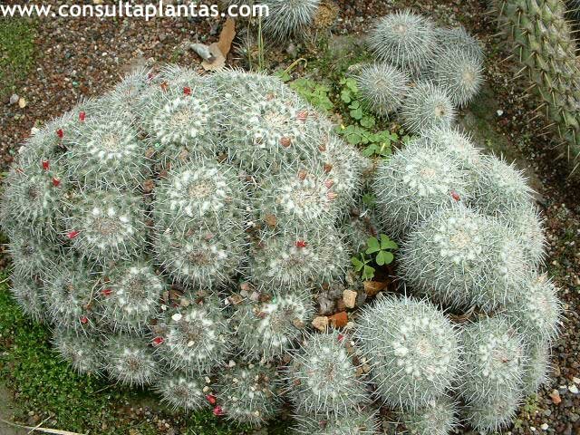 Mammillaria parkinsonii