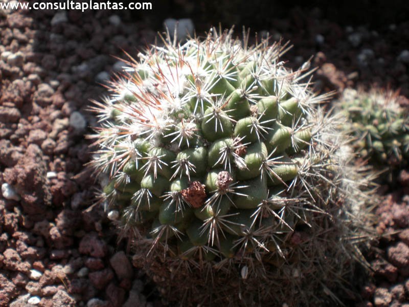 Mammillaria petterssonii