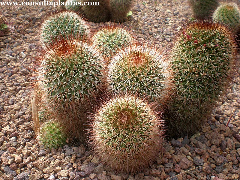 Mammillaria spinosissima
