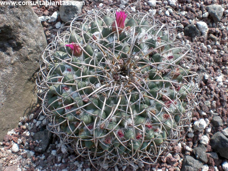Mammillaria uncinata