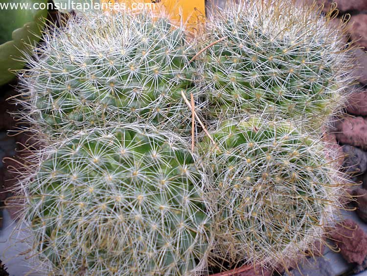 Mammillaria zeilmanniana