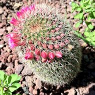 Mammillaria rhodantha