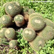 Mammillaria rhodantha