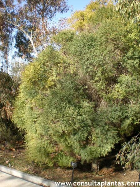 Melaleuca linariifolia