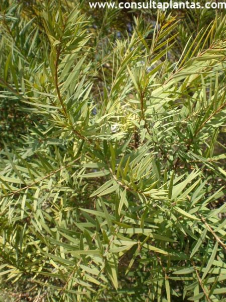 Melaleuca linariifolia