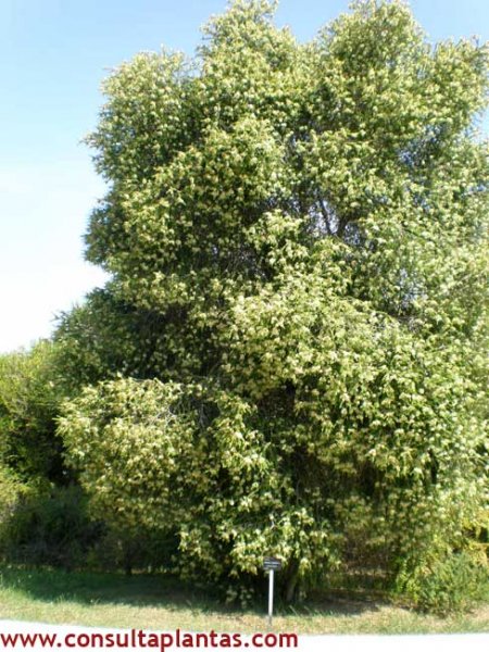 Melaleuca styphelioides