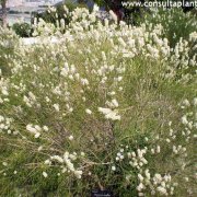 Melaleuca huegelii