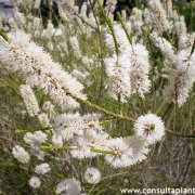 Melaleuca huegelii