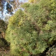 Melaleuca linariifolia