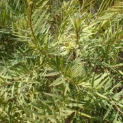 Melaleuca linariifolia