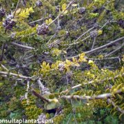 Melaleuca megacephala